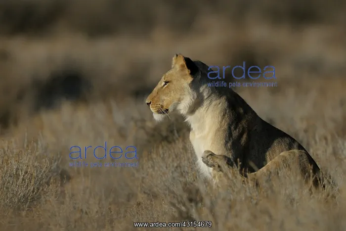 : Lion. Young male Lion (Panthera leo) sitting in shrub savanna : Lion. Young male Lion (Panthera leo) sitting in shrub savanna
