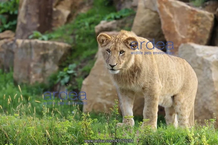 : A young male lion (Panthera leo) stands on a rocky hill on a sunny day : A young male lion (Panthera leo) stands on a rocky hill on a sunny day