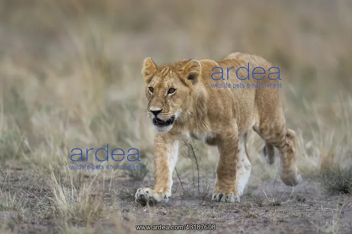 : Lion. Young male Lion (panthera leo) walking, Kenya : Lion. Young male Lion (panthera leo) walking, Kenya