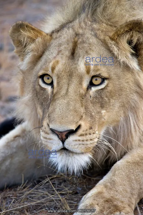 : Young male lion stays alert while stalking : Young male lion stays alert while stalking