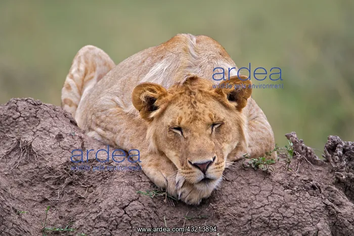 : Young male lion on termite mound, Maasai : Young male lion on termite mound, Maasai