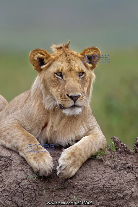 : Young male lion on termite mound, Maasai : Young male lion on termite mound, Maasai
