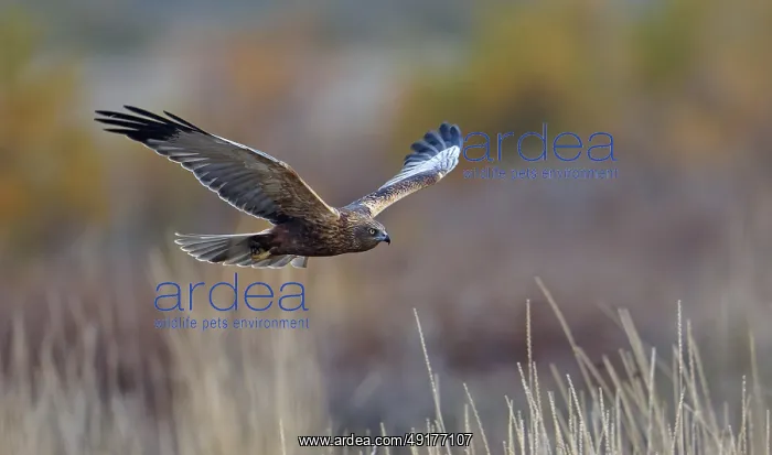 : Young male marsh harrier (Circus aeruginosus) : Young male marsh harrier (Circus aeruginosus)