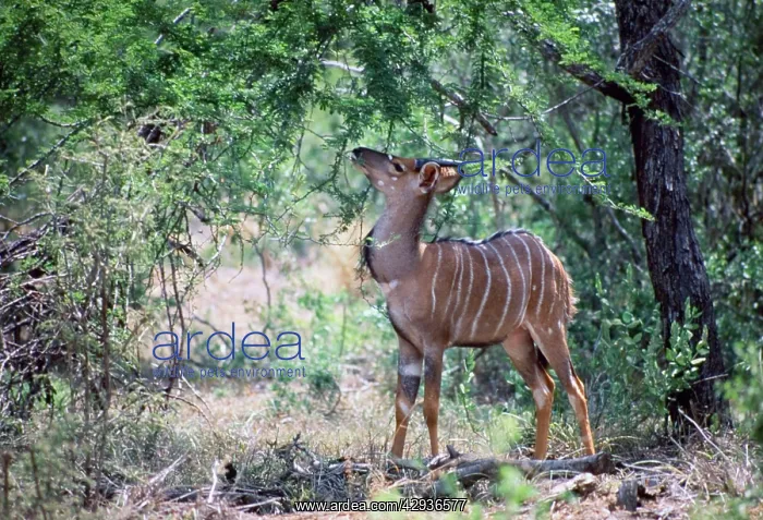  : Young male Nyala - browsing foliage in shade of tree