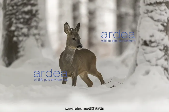: One young male Roe Deer, Roe buck (Capreolus capreolus) : One young male Roe Deer, Roe buck (Capreolus capreolus)