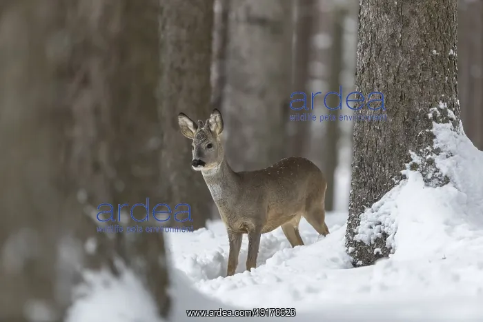  : One young male Roe Deer, Roe buck (Capreolus capreolus)