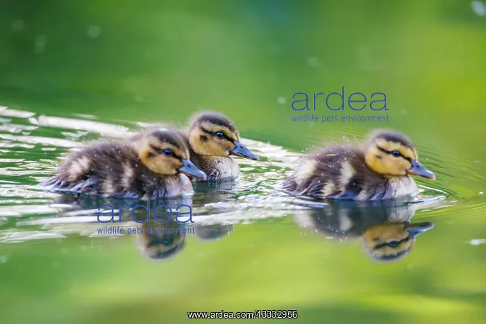 : Young mallard (Anas platyrhynchos), Germany, Europe : Young mallard (Anas platyrhynchos), Germany, Europe