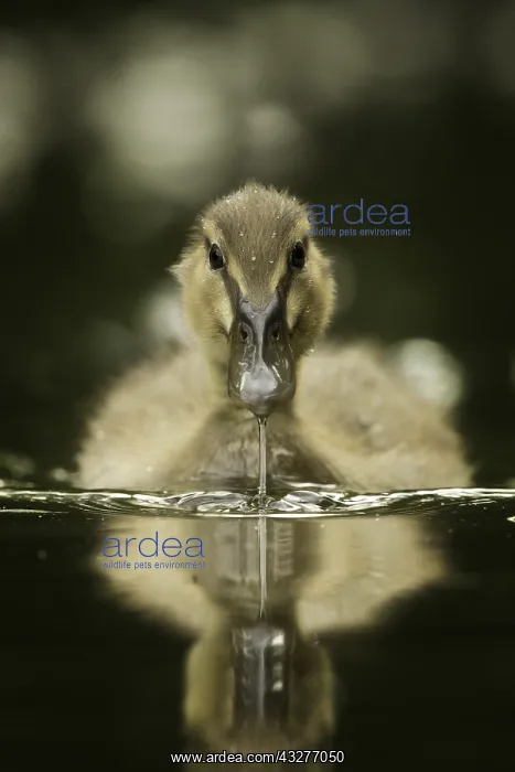 : A young Mallard (Anas platyrhynchos) approaches : A young Mallard (Anas platyrhynchos) approaches