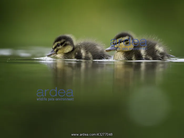: Two young Mallard (Anas platyrhynchos) ducklings : Two young Mallard (Anas platyrhynchos) ducklings