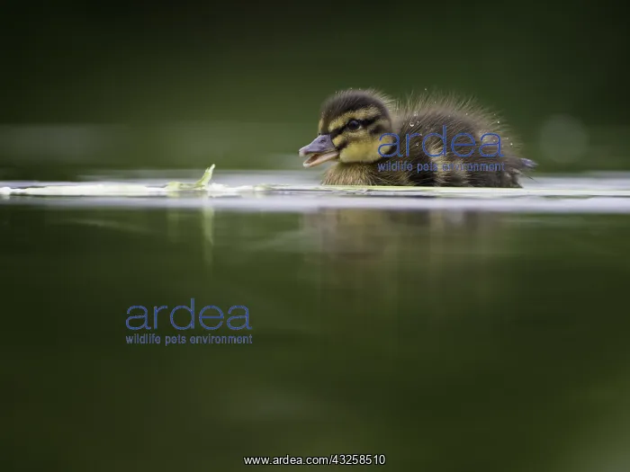 : A young Mallard duckling follow closely behind mum : A young Mallard duckling follow closely behind mum