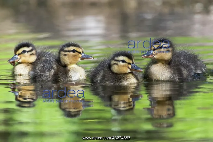 : Young mallards (Anas platyrhynchos), Emsland, Lower : Young mallards (Anas platyrhynchos), Emsland, Lower