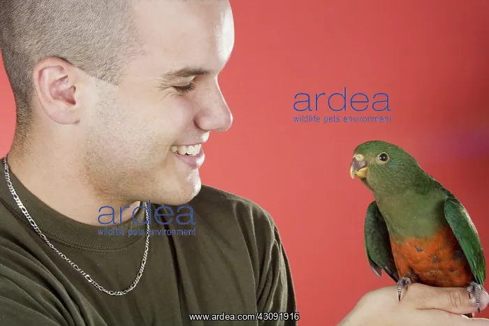 : Young Man with Baby King Parrot : Young Man with Baby King Parrot