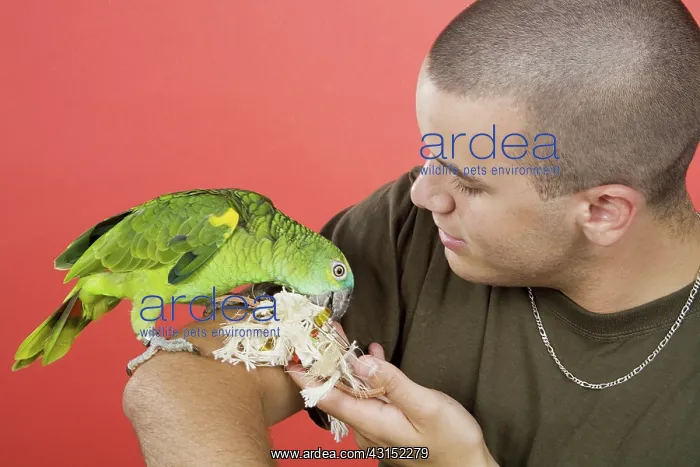 : Young Man with Blue-fronted Amazon Parrot : Young Man with Blue-fronted Amazon Parrot