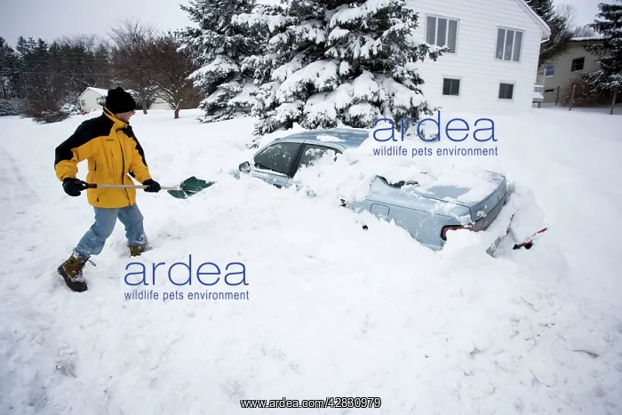 : Young man digging out car after snow storm, after : Young man digging out car after snow storm, after