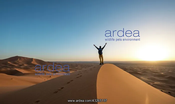 : Young man stretches his arms into the air, sand : Young man stretches his arms into the air, sand