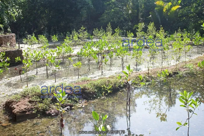 : Young Mangroves planted for purifying water : Young Mangroves planted for purifying water