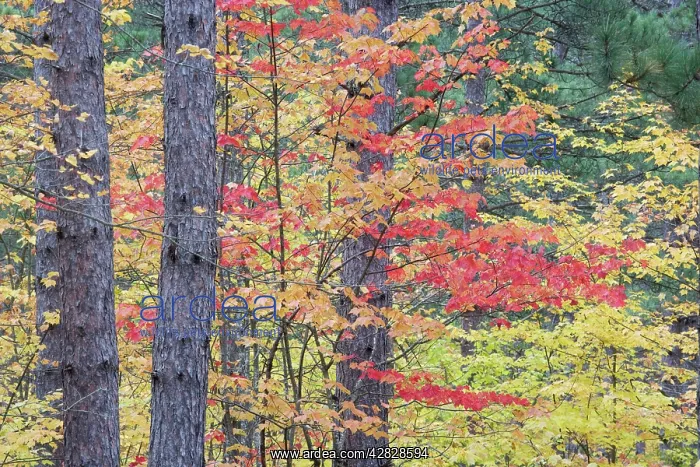: Young Maple Trees growing in Commercial Pine Forest : Young Maple Trees growing in Commercial Pine Forest