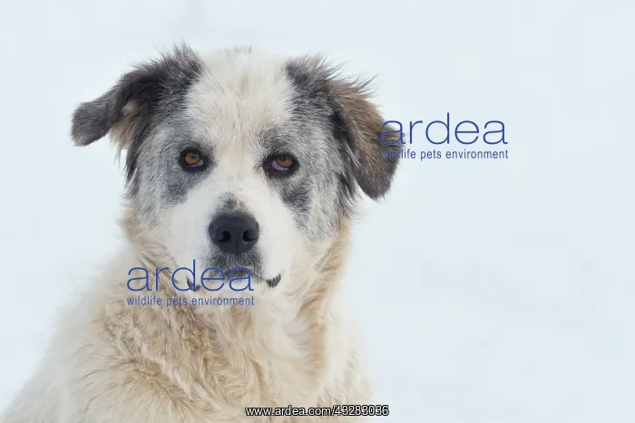: Young Maremma Abruzzo Shepherd Mongrel (Canis lupus : Young Maremma Abruzzo Shepherd Mongrel (Canis lupus