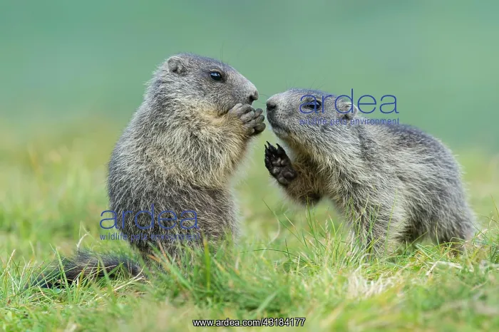 : Young marmots (Marmota marmota) in the Alps, Hohe : Young marmots (Marmota marmota) in the Alps, Hohe