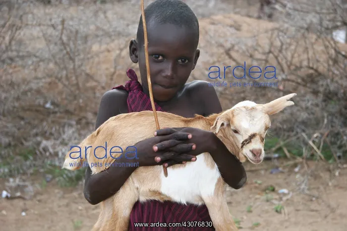 : Young Masai shepherd carrying a goat Tanzania : Young Masai shepherd carrying a goat Tanzania