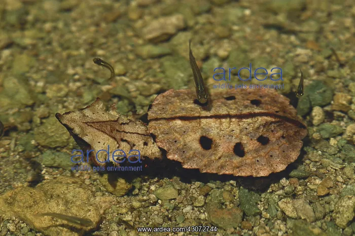 : Young Mata-mata Turtle : Young Mata-mata Turtle