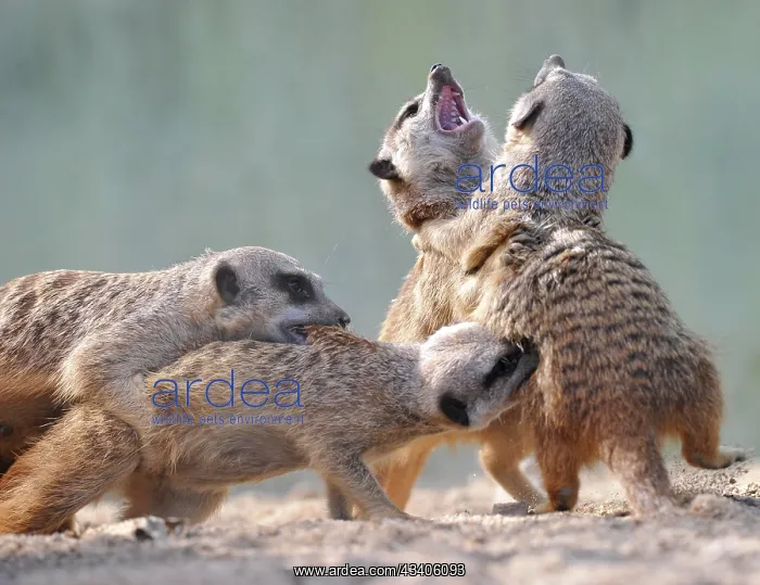 : Young Meerkats (Suricata suricatta) wrestling : Young Meerkats (Suricata suricatta) wrestling