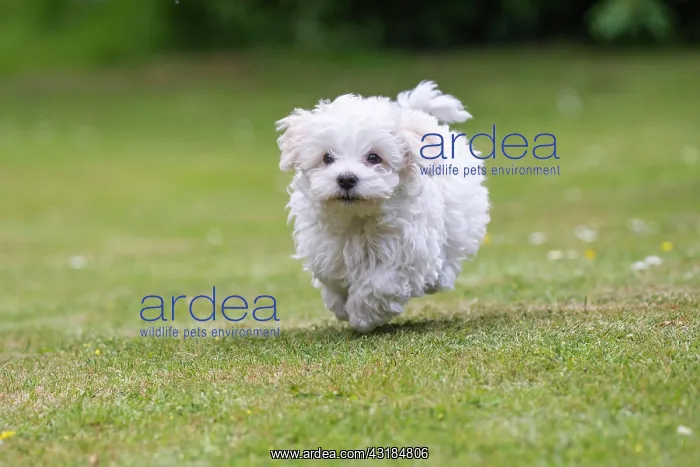 : Young Mini Maltese in Sprint : Young Mini Maltese in Sprint