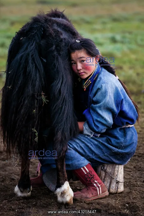 : Young Mongolian milking his Dzo - Mongolia Arkhangai : Young Mongolian milking his Dzo - Mongolia Arkhangai