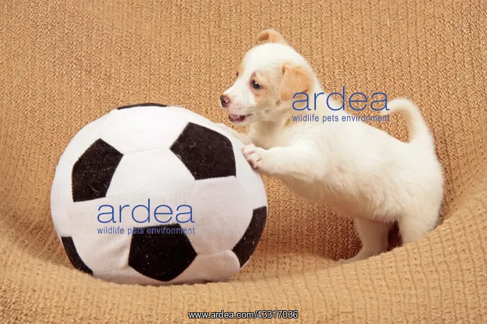 : Young mongrel playing with a big ball junger Dackel : Young mongrel playing with a big ball junger Dackel