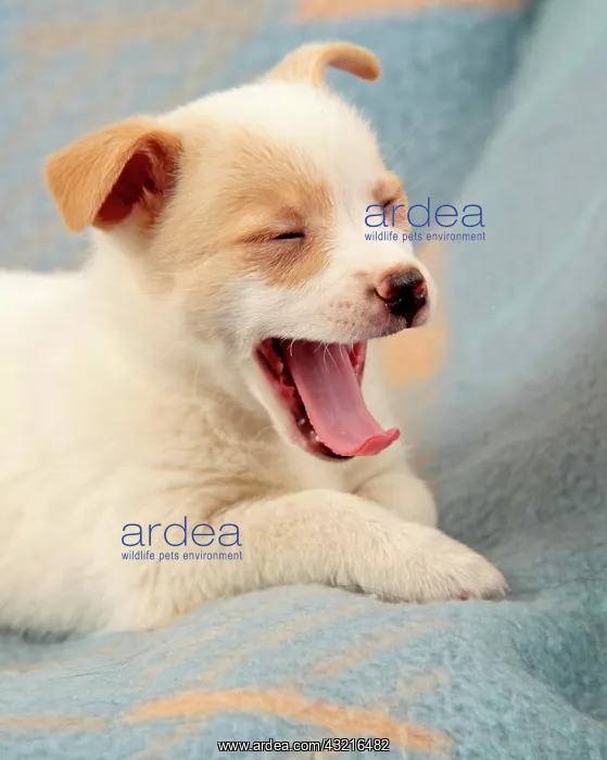 : Young mongrel yawning : Young mongrel yawning