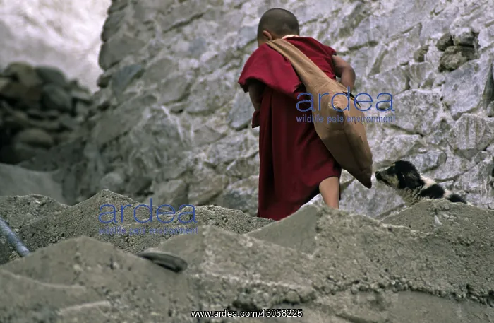 : Young monk and dog Monastery Thiksey Leh India : Young monk and dog Monastery Thiksey Leh India