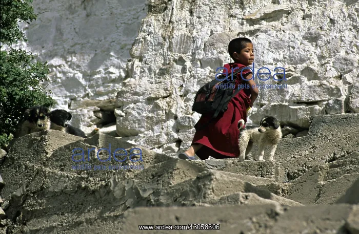 : Young monk and dog Monastery Thiksey Leh India : Young monk and dog Monastery Thiksey Leh India