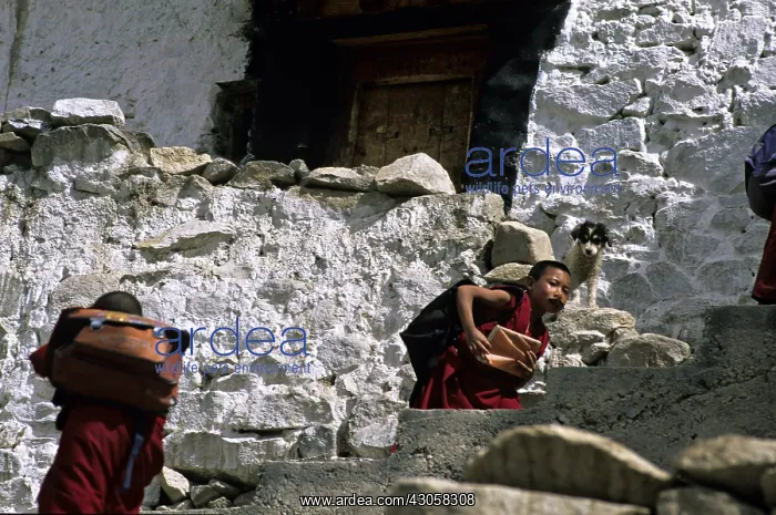 : Young monks and dog Monastery Thiksey Leh India : Young monks and dog Monastery Thiksey Leh India