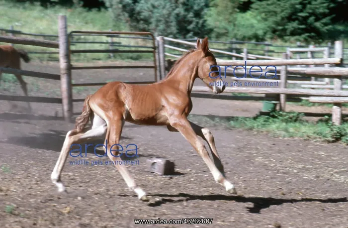 : Young Morgan Horse Foal : Young Morgan Horse Foal