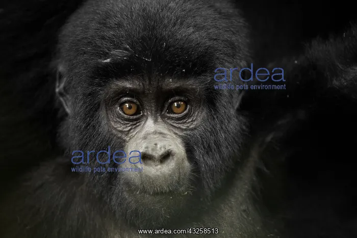 : A young Mountain Gorilla (Gorilla beringei beringei) : A young Mountain Gorilla (Gorilla beringei beringei)