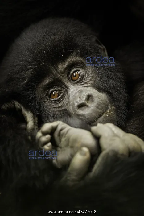 : A young Mountain Gorilla (Gorilla beringei beringei) : A young Mountain Gorilla (Gorilla beringei beringei)