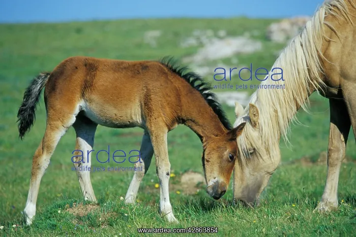 : Young Mustang Wild Horse - Colt playing or rubbing : Young Mustang Wild Horse - Colt playing or rubbing