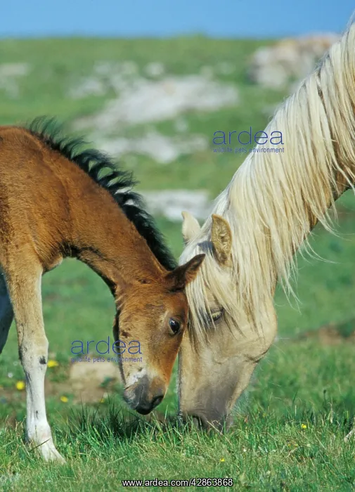 : Young Mustang Wild Horse - Colt playing or rubbing : Young Mustang Wild Horse - Colt playing or rubbing
