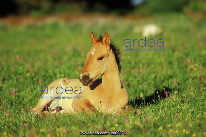 : Young Mustang Wild Horse - Colt resting in meadow : Young Mustang Wild Horse - Colt resting in meadow