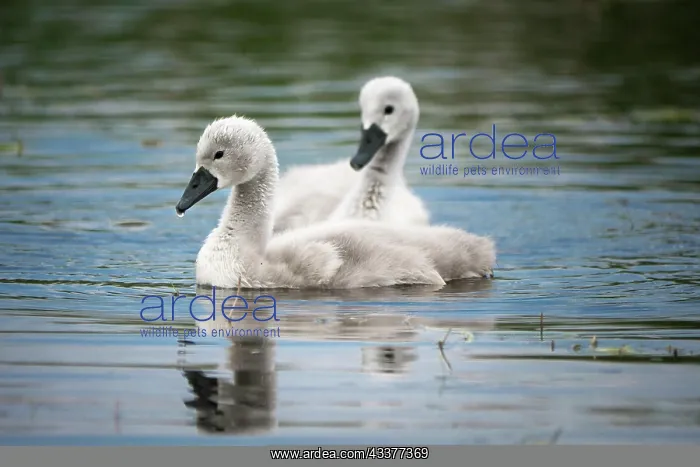 : Two young Mute Swan (cygnus olor), on a lake, portrait : Two young Mute Swan (cygnus olor), on a lake, portrait