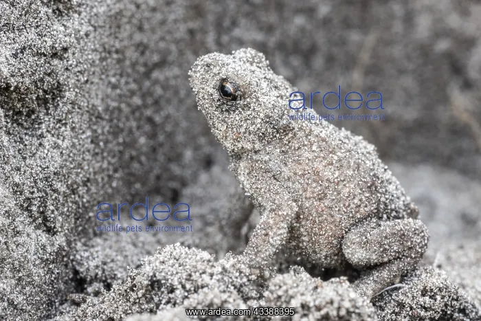 : Young natterjack toad (Epidalea calamita), Emsland : Young natterjack toad (Epidalea calamita), Emsland