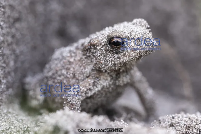 : Young natterjack toad (Epidalea calamita), Emsland : Young natterjack toad (Epidalea calamita), Emsland