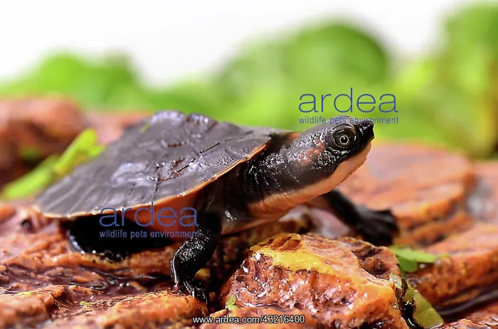 : Young New Guinea Snapping Turtle three-quarter shot : Young New Guinea Snapping Turtle three-quarter shot