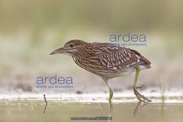 : Young Night Heron (Nycticorax nycticorax) on the : Young Night Heron (Nycticorax nycticorax) on the