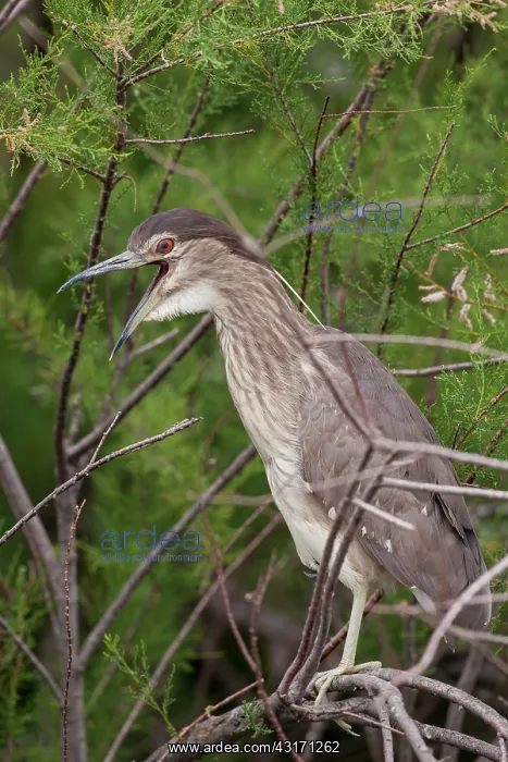 : Young Night Heron (Nycticorax nycticorax) on a branch : Young Night Heron (Nycticorax nycticorax) on a branch