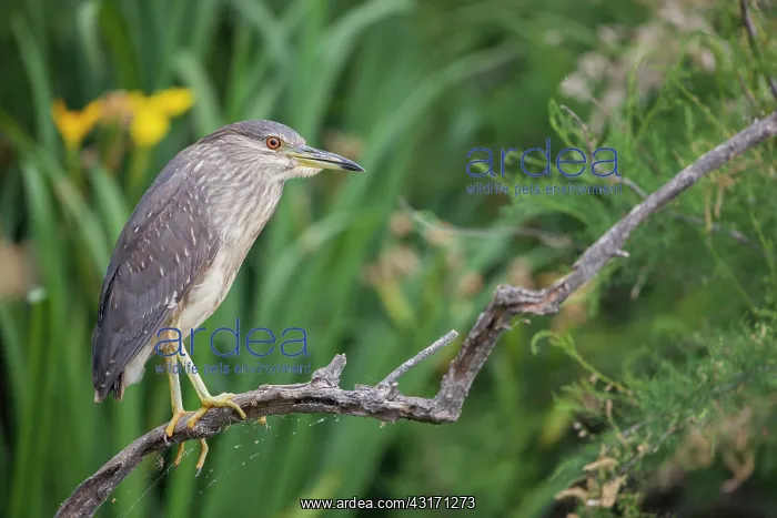 : Young Night Heron (Nycticorax nycticorax) on a branch : Young Night Heron (Nycticorax nycticorax) on a branch