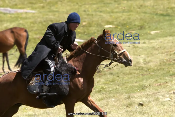 : Young nomadic horseman galloping in a meadow Kyrgyzstan