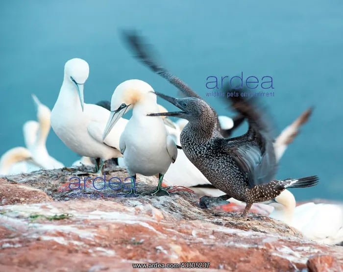 : Young Northern gannet (Morus bassanus) in youth : Young Northern gannet (Morus bassanus) in youth