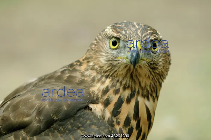 : Young northern goshawk (Accipiter gentilis), portrait : Young northern goshawk (Accipiter gentilis), portrait