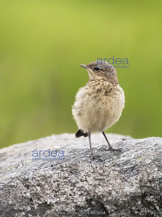  : Young Northern Wheatear (oenanthe oenanthe) on